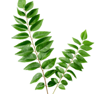 Kadi Patta(Curry Leaves) : 1 bundle