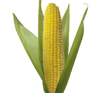 Makka (Sweet Corn) : 2 Pc