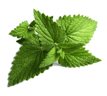 Pudina (Mint Leaves) : 1 Bundle