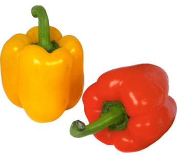 Bell Pepper (Capsicum) Coloured : Tray 2 Pc (250 – 300 gm)