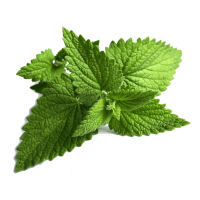 Pudina (Mint Leaves) : 1 Bundle