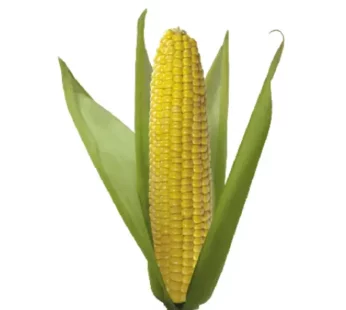 Makka (Sweet Corn) : 2 Pc