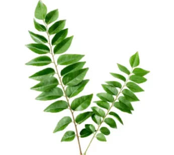 Kadi Patta(Curry Leaves) : 1 bundle