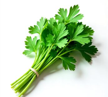 Kothmir (Coriander Leaves) : 1 Bundle